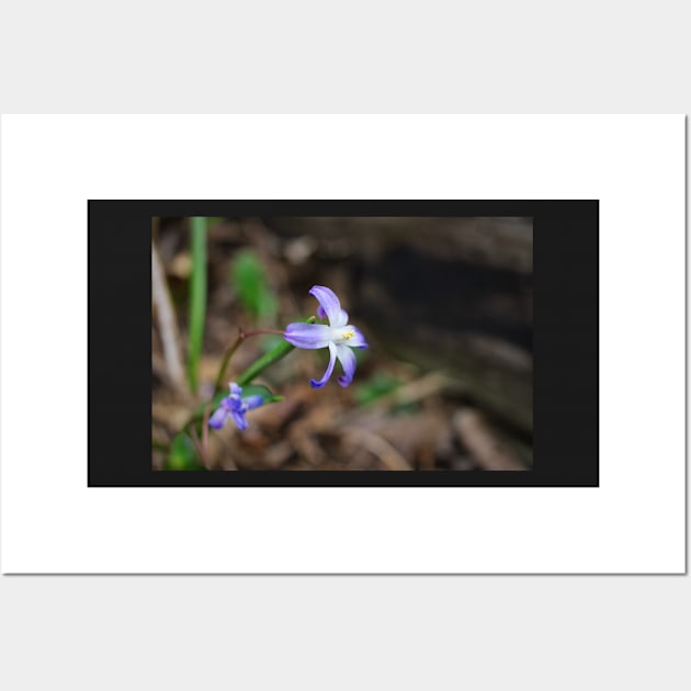 Purple Star Flowers Wall Art by MidnightRose77